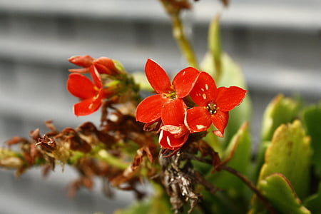 puķe, sarkana, sarkanīgi, mazs, fundidora, Monterrey, Nuevo Leona