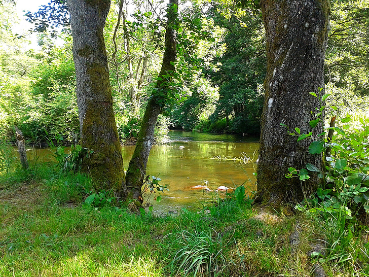 river rönne, water, sense, peace, forest, park, summer