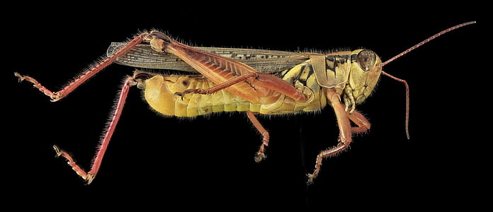 kobylka, hmyz, makro, Profil, volně žijící zvířata, Příroda, Detailní záběr