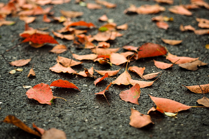 defoliace, oranžová, cesta, podzim, foliade, suché, listy
