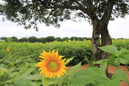 sunflower, farm, outing, nature, agriculture, summer, yellow