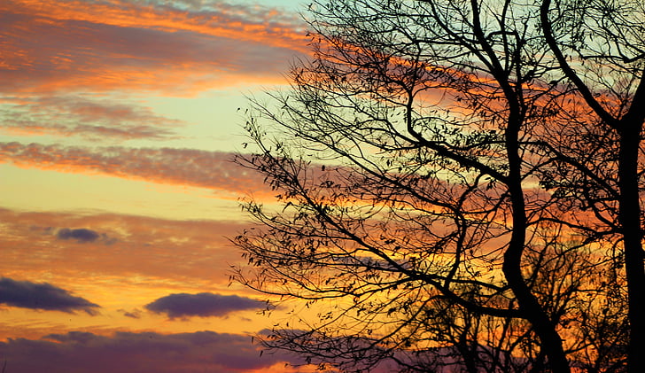 evening, sky, fall, tree branches silhouette, sunset, tree, nature