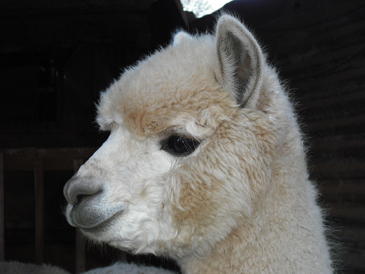 alpaca, white, curly