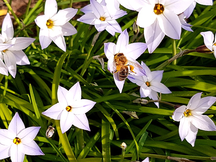 bee, garden, flowers, green