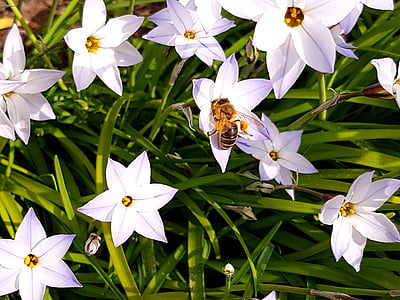Пчела, Сад, Цветы, Грин