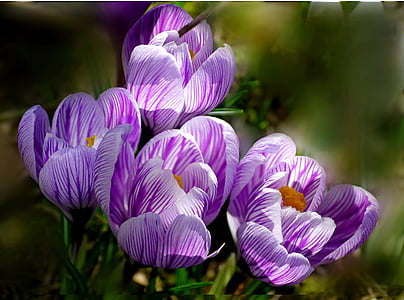 Crocus, flor, naturaleza, primavera, púrpura, planta, belleza en la naturaleza