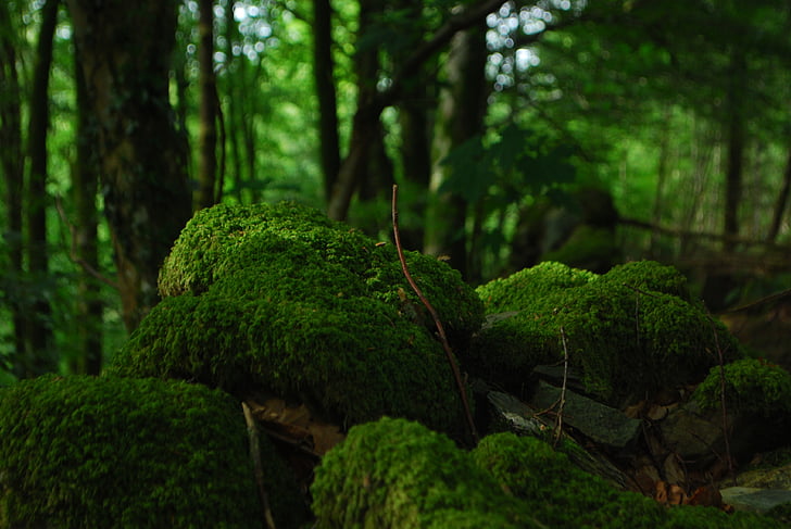 close-up, forest, green, moss, nature, trees, tree