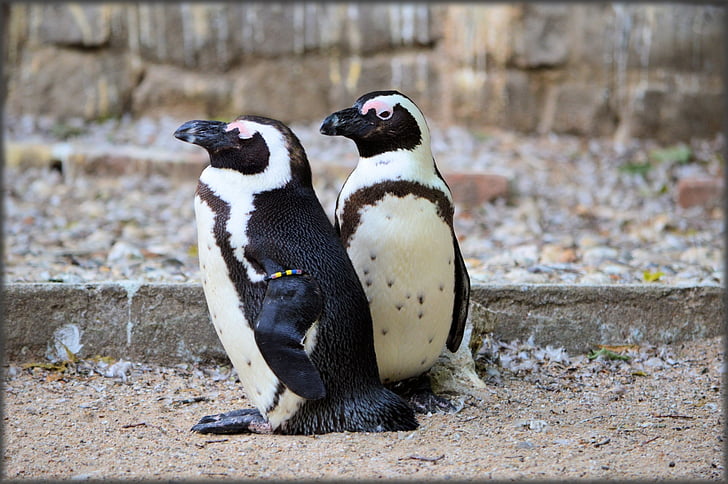 pingvīns, melnu kāju, Artis, Holande, Amsterdam, zooloģiskais dārzs, dzīvnieku