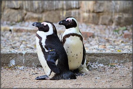 penguin, kaki hitam, artis, Belanda, Amsterdam, kebun binatang, hewan