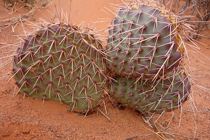 Cactus, Desert, verde, intepaturi, au, monument valley