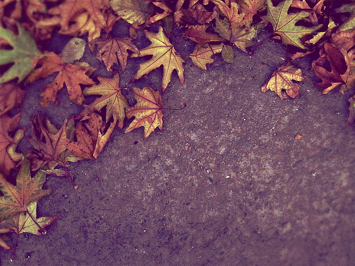 autumn, fall, leaves, nature, ground, leaf
