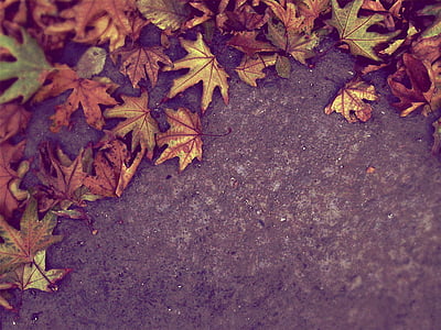jeseni, padec, listi, narave, tla, listov