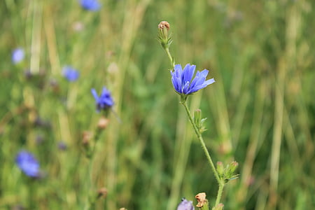 Chicorée, Blume, Wilde Blume, Blüte, Bloom, Blau, gemeinsamen Chicorée