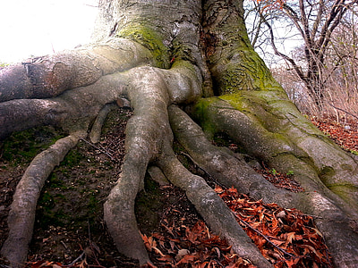 raíz, árbol, naturaleza, madera, bosque, raíz del árbol, registro