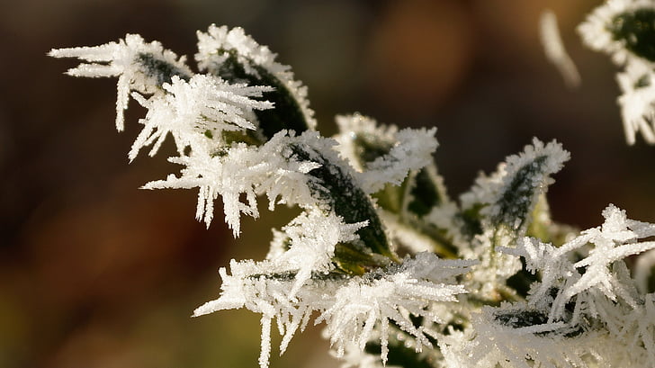 feuilles, feuille, Icicle, vert, blanc, hiver, glace