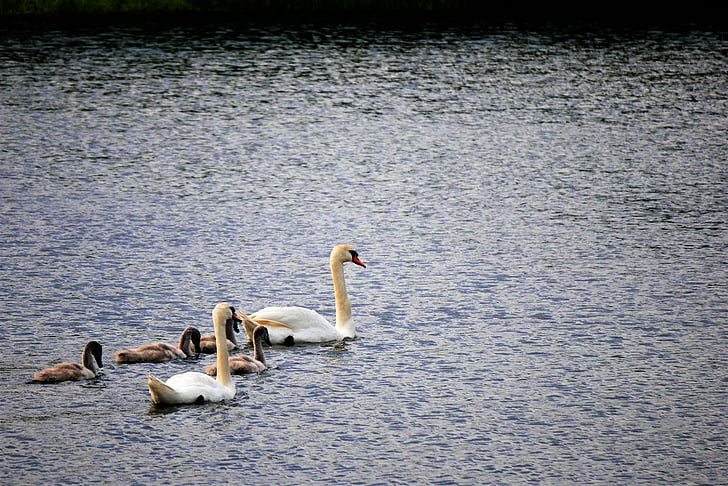 swan, family, lake