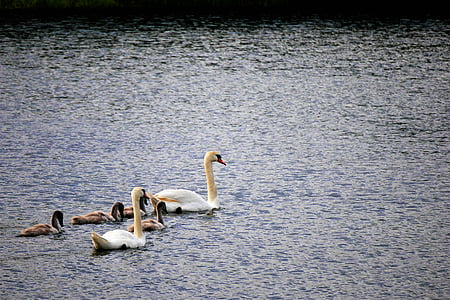 Cisne, família, Lago