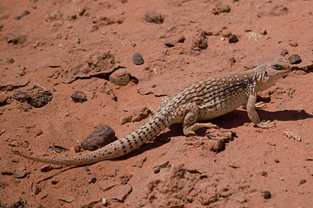 desert iguana, desert, iguana, reptile, lizard, reptilian
