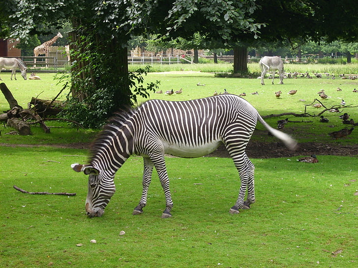 Zebra, animal, rayé, noir et blanc, nature, Zoo, monde animal