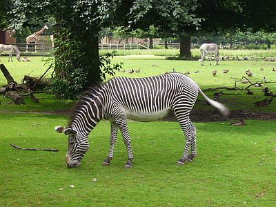 Zebra, animal, rayé, noir et blanc, nature, Zoo, monde animal