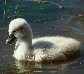 Mladi labud, beba labud, ptica, pilić, žutokljunac, labud, plivati