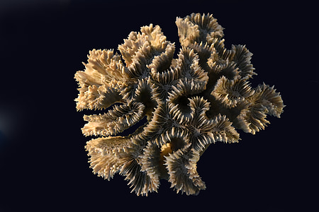korallid, Sea, exoskeleton, looma, cnidarians, Ocean