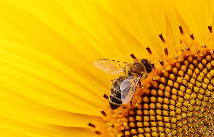слънце цвете, пчели, лято, Градина, Блосъм, Блум, жълто