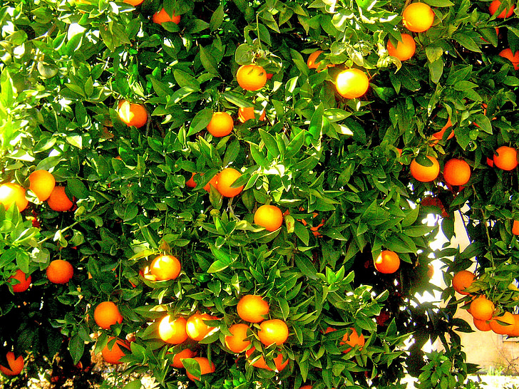 laranjas, frutas, pé de laranja lima, Espanha, laranja, produzir, crescendo