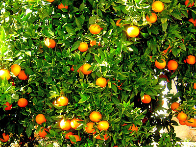 oranges, fruit, orange tree, spain, orange, produce, growing
