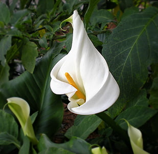 Cala, Lily, trắng, Lilly, cánh hoa, Sân vườn, mùa xuân