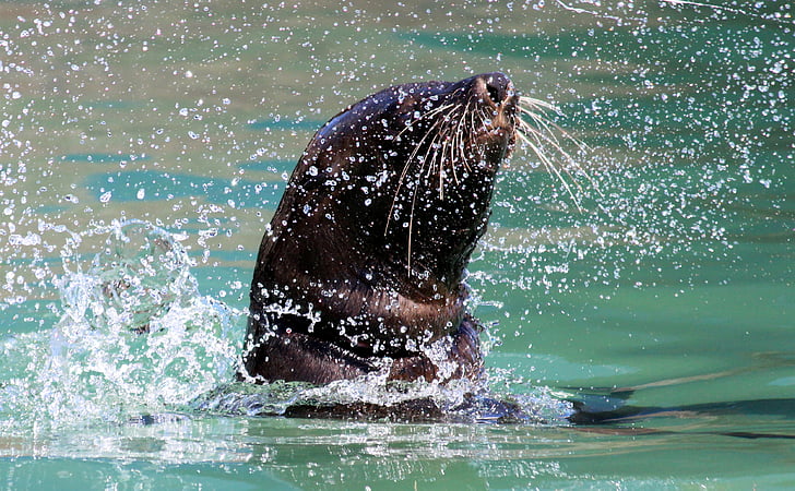 seal, swim, splash, water, robbe, meeresbewohner, water creature