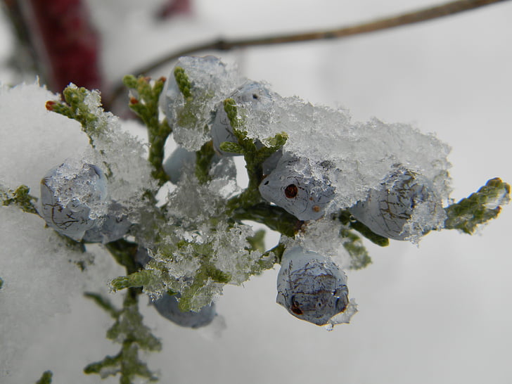 vinter, kalla, Berry, lila, blå, Cedar berry, cederträ