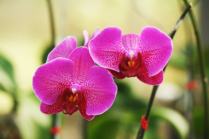 orquídea, flor, flores, orquídea rosa, orquídea de traça, natureza, planta
