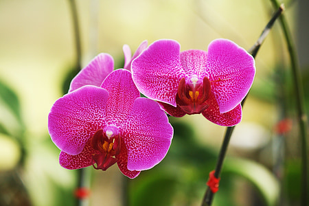 Orhideja, puķe, ziedi, rozā orhideja, kode orhideja, daba, augu