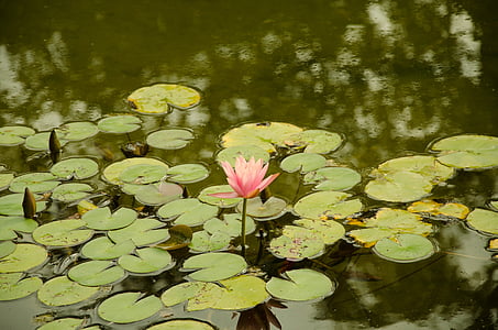 rose, water rose, nature, botanical, water lily, flowers, pond