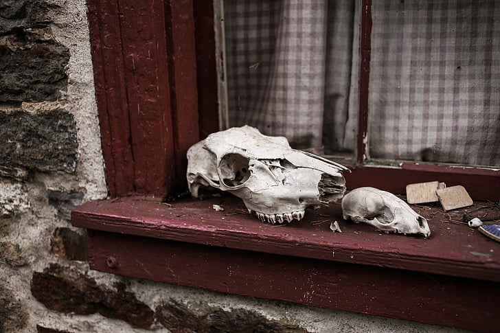 cranis d'animals, esquelet, cranis, finestra, crani d'animals, esquelet humà, OS