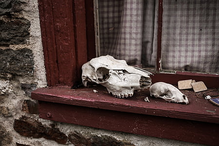 eläinten skulls, luuranko, Skulls, ikkuna, eläinten kallo, Ihmisen luuranko, luun