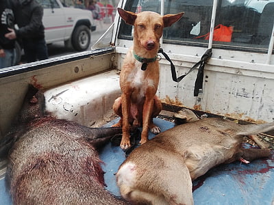 cão de caça, porco selvagem, corça, mortos, caça, sangue, animal