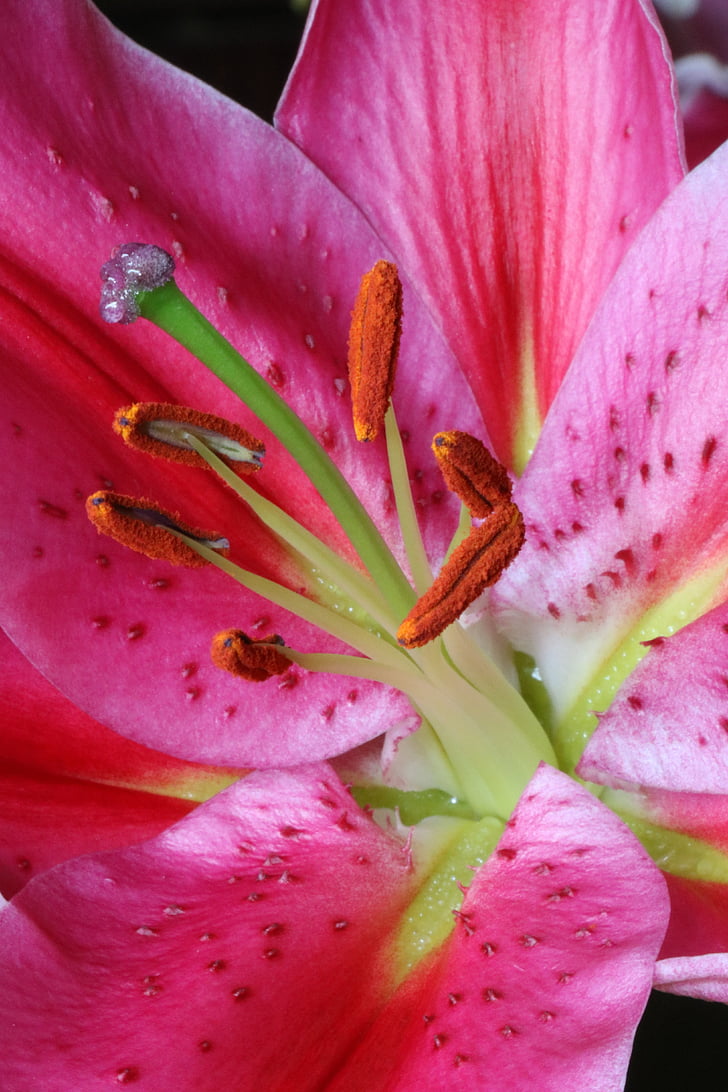 blomst, Lily, rosa, pistil, pollenbærere, rosa kronblad, natur
