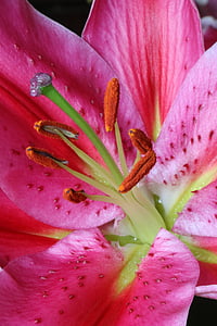 цвете, Лили, розово, плодник, тичинки, розови листенца, природата