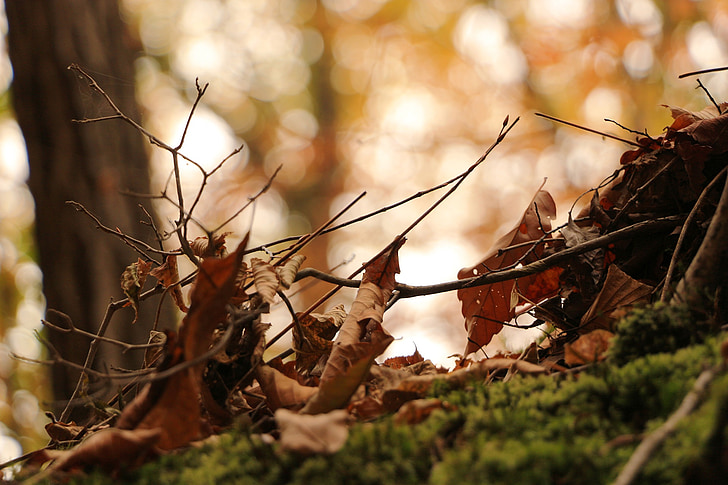 hösten, lämnar, Bladen, höstlöv, Leaf, trä