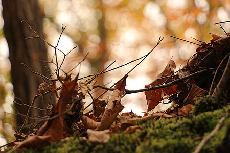 rudenį, lapai, lapai, rudeniniai lapai, lapų, medienos