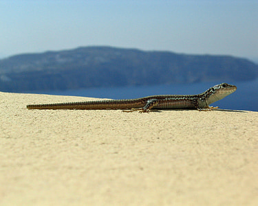 lagarto, réptil, animal, Grécia, Santorini, mar, gecco