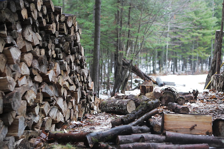 Les, dřevo, kmeny stromů, stromy, dřevo, palivové dříví, dřevařský průmysl