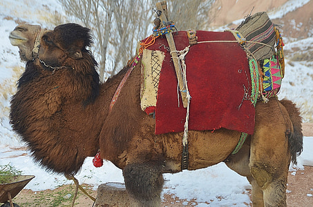 kamel, dyr, pattedyr, reise, Safari, turisme, arabisk