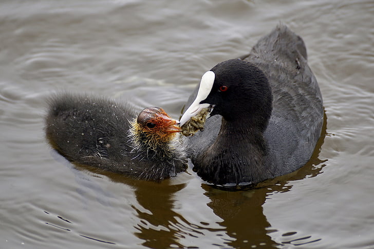 coot, waterfowl, plumage, nature, waters, bank, schwimmvogel