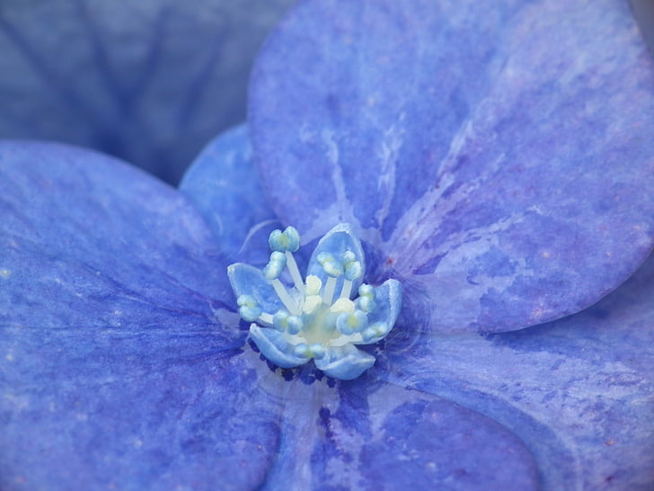 hortenzie, modrá, Zavřít, makro, květ, Bloom, květenství