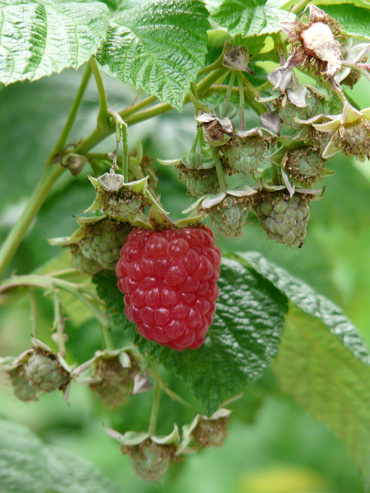 frambuesa, Rubus idaeus, planta medicinal, bayas, fruta, rojo, comer