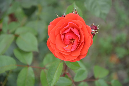 Rosa, rot, Rote Blumen, Garten, Blume, Natur, Blütenblätter