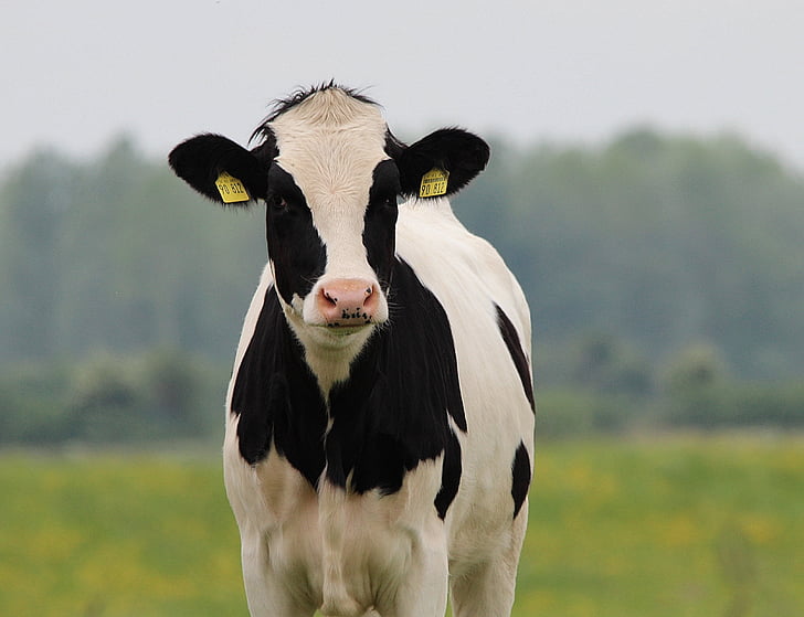 cow, beef, cattle, holstein, animal, agriculture, milk cow